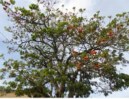 Image result for Erythrina afra