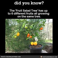 How to grow salad greens in a container. Vegdia Did You Kno The Fruit Salad Tree Has Up To 6