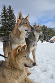 American Wolfdog Czechoslovakian Wolfdog Saarloos Wolf Dog Tamaskan Dog Beautiful Dogs