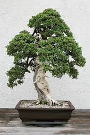 Juniperus Procumbens Nana Dwarf Japanese Garden Juniper Dwarf Japgarden Juniper North Carolina Extension Gardener Plant Toolbox
