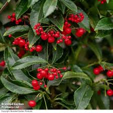 Image result for Ardisia staudtii