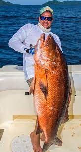 Panama Fishing Sport Fish Panama Island Lodge Fishing Lodge Fish Panama