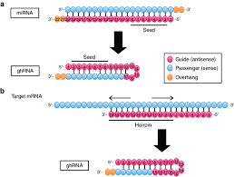 In mrna, three consecutive nucleotides encode either a stop signal for protein synthesis or an amino acid. Methods For Designing Of Ghrna From Mirna Or Target Mrna Sequence A Download Scientific Diagram