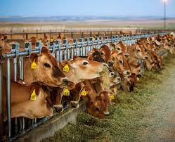 IDAHO DAIRYMEN'S ASSOCIATION