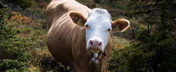 Global Cow Slaughter Statistics And Charts Faunalytics