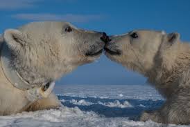 Mating takes place on the sea ice but the fertile eggs do not implant until the following fall, and only if the mother has enough fat to sustain herself and her cubs during long the denning season. Polar Bear Or Is It Aqua Bear Jonaa Journal Of The North Atlantic Arctic