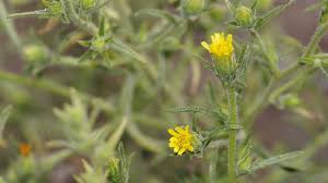 Image result for Inula