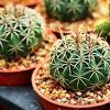 This is how cacti grafting is done the right way and is explained scientifically. Https Encrypted Tbn0 Gstatic Com Images Q Tbn And9gcsafy1vp9r21l4qjx2papcimktrnuhyrhmy3gm7cowrrivz2ima Usqp Cau
