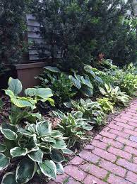 How to plant a hosta garden. A Shopper S Guide To Buying The Best Hostas Costa Farms