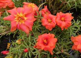 Image result for Portulaca centrali-africana