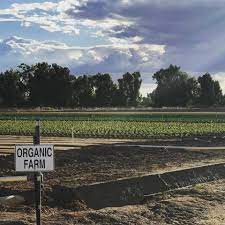 Cactus farms are buildings for growing cactus. Blue Sky Organic Farms Localharvest