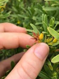 Image result for Suriana