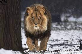 Lion Panthera Leo Bleyenberghi By Hunkumbrella2 On Deviantart Panthera Leo Panthera Lion