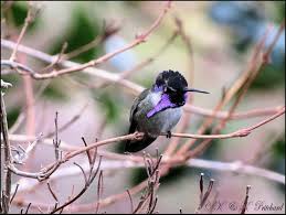 We made a 1.5 minute documentary from the footage we got of the rarest  hummingbird in the world. It is estimated that there are only 50 of these  birds left in existence.