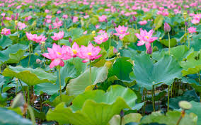 Aktuelle preise für produkte vergleichen! Fotos Von Rosa Farbe Lotus Blute Viel Blutenknospe
