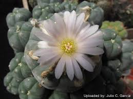 Image result for Loxodera caespitosa