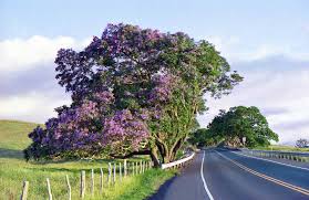1000+ trees | largest online nursery for trees in pakistan. Spring Is Full Of Maui S Flowering Trees