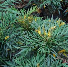 Berberis ganpinensis 'soft caress', mahonia eurybracteata ssp. Buy Mahonia Eurybracteata Unusual Shrubs Direct From Plantstoplant