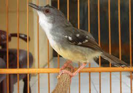 Bunyi burung kenari gacor mp3. Daftar Harga Burung Ciblek Kristal Gunung Sawah Dada Putih Semi Bahan Tasik Jawa Timur Rujukanmu