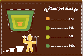 These are typically 2 year old plants, and can be somewhat small (typically. Plant Pot Sizes The Complete Guide Primrose Blog