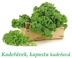 Image result for kadeřávek