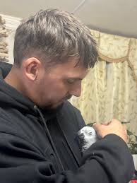 African Grey Parrots