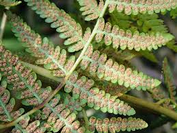 Image result for Hypolepis