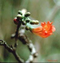 Image result for Fernandoa