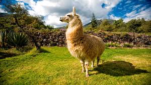 Image result for llama