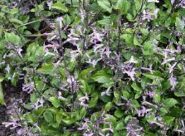 We did not find results for: Swedish Ivy Mona Lavender Garden Housecalls