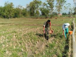 Di dalam data pupuk ini terdapat info jumlah yang dibutuhkan berdasarkan daerah kecamatan. Babinsa Koramil Slahung Bantu Petani Pupuk Tanaman Jagung