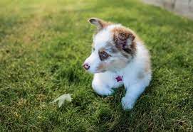 16 Things You Need To Know About The Toy Australian Shepherd