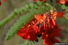 Image result for Sesbania notialis