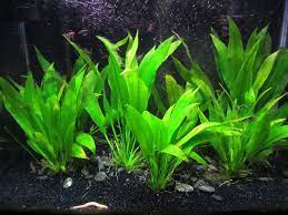 Img 1195 Planted Aquarium Freshwater Aquarium Plants Freshwater Plants