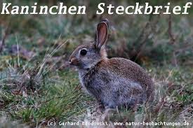 Unsere dienstleistungen im bereich zahnimplantate. Tiersteckbriefe Hund Katze Maus Grosse Alter Nahrung Bilder Natur Beobachtungen