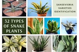 Sansevieria 'dragon jade' ist eine neue hybride aus thailand. 32 Types Of Snake Plant Sansevieria Varieties Identification Succulent Alley