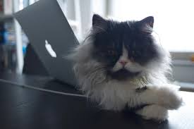Blofeld and his fluffy princess. Blofeld The Cat Album On Imgur