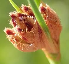 Image result for Ficinia