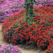 Image result for Impatiens stuhlmannii