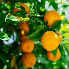 Image result for Citrus × aurantium