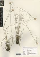 Image result for Cyperus margaritaceus