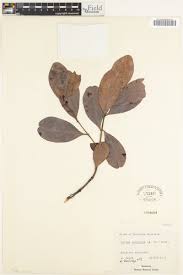 Image result for Euclea schimperi