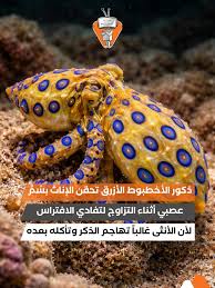 بعالم الأخطبوط ذي البطانة الزرقاء، التزاوج مسألة حياة أو موت. الدراسات من  جامعة كوينزلاند بأستراليا بينت إن الأنثى لأنها أكبر حجماً وأقوى غالباً بعد  التزاوج تهاجم الذكر، وأحياناً تفترسه مباشرة كمصدر غذاء