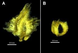 Image result for Dysphania carinata