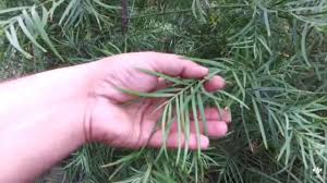 The podocarpus maki is an evergreen shrub with upright growth. Podocarpus Fern Pine A Monster
