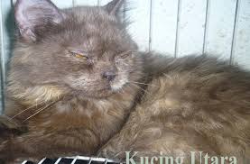 Video panduan ciri ciri tanda kucing sakit perut, mulut, mata, tidak mau makan, gigi, kaki, flue , demam, diare dan cara mengobatinya secara alami tanpa obat. Kucing Utara Kucing Sakit Perut