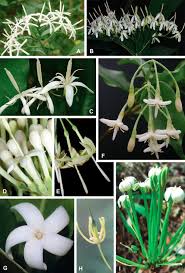 Image result for Tricalysia sp. E