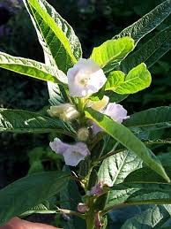 Maybe you would like to learn more about one of these? Sesame Herb 50 Seeds Sesamum Indicum Hirt S Gardens