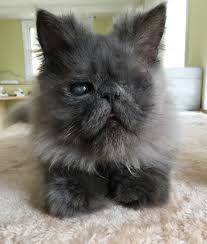 Looking for a kitten or cat in connecticut? Waterbury Ct Persian Meet Smokey A Pet For Adoption