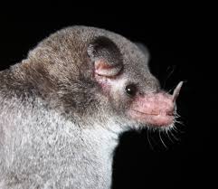 Image result for Batopedina linearifolia